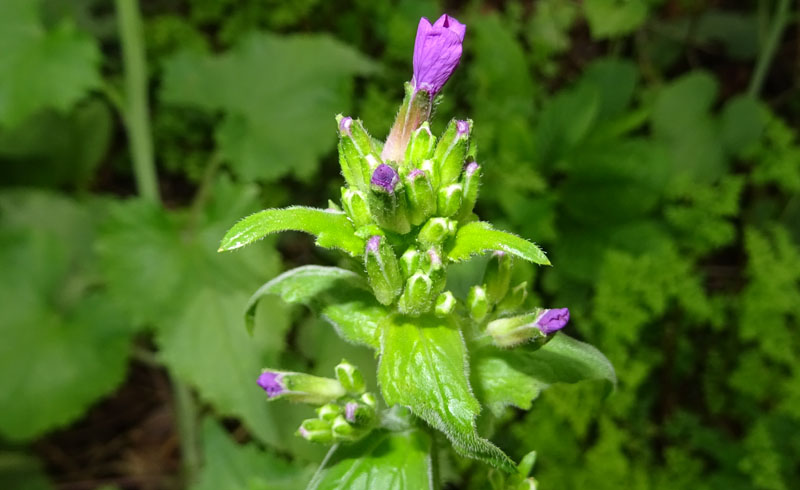 Lunaria annua - Brassicaceae